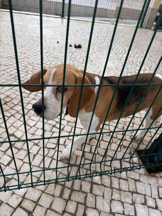Beagle puro tricolor 6 anos para adoção