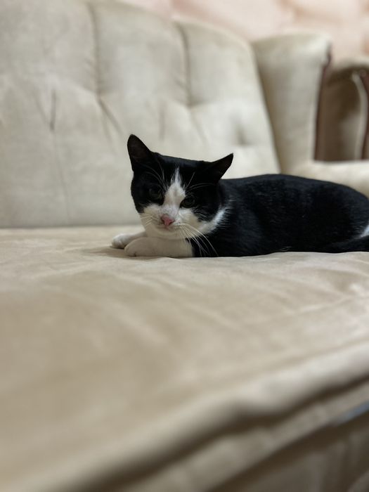 Котик 5 місяців хлопчик.