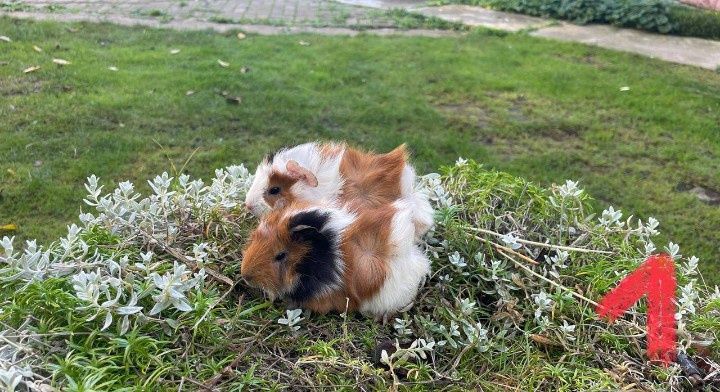 Морські свинки роздріб та гурт