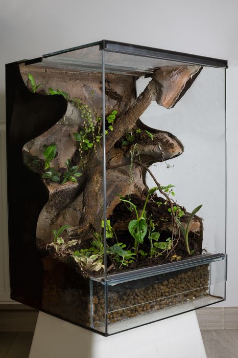 Terrarium tropikalne 40x40x60