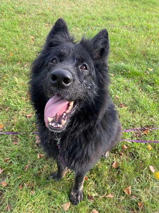 Cudnowny owczarek (staro) niemiecki Hrabia do adopcji