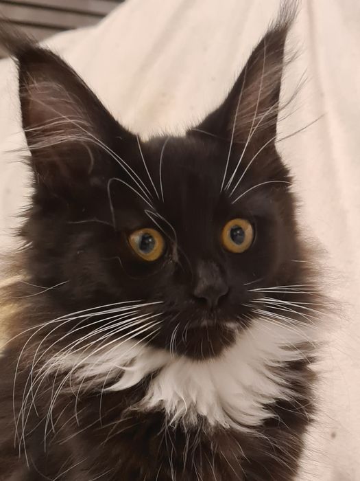 Czarna,  prześliczna kotka