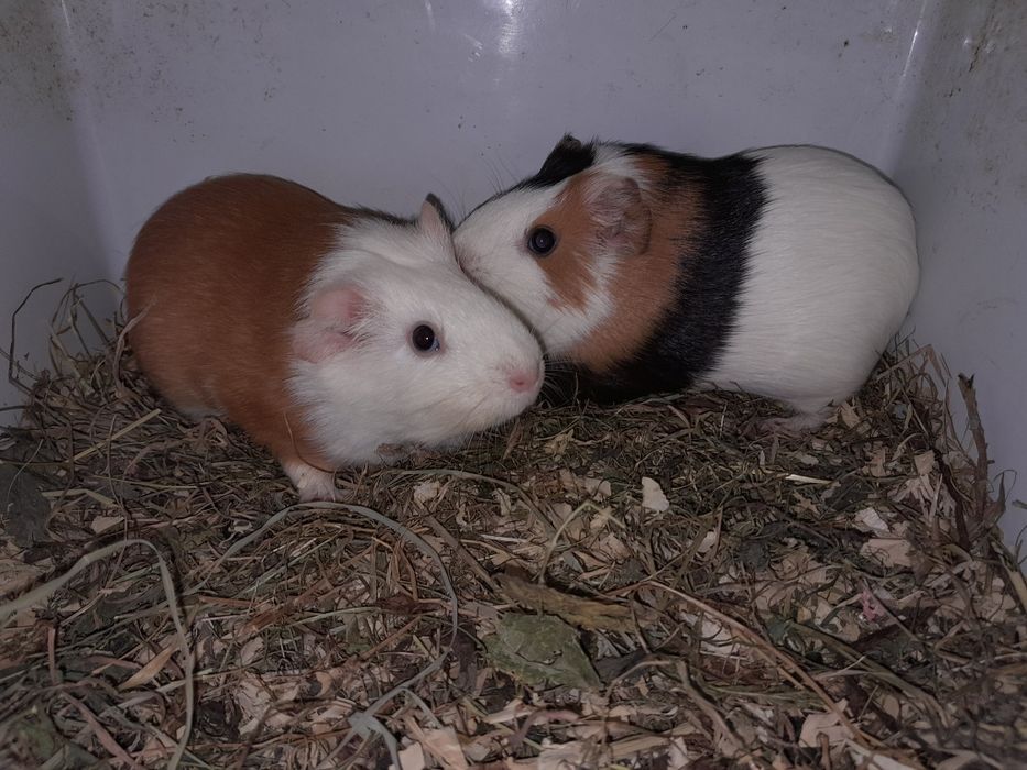 Морські  свинки.