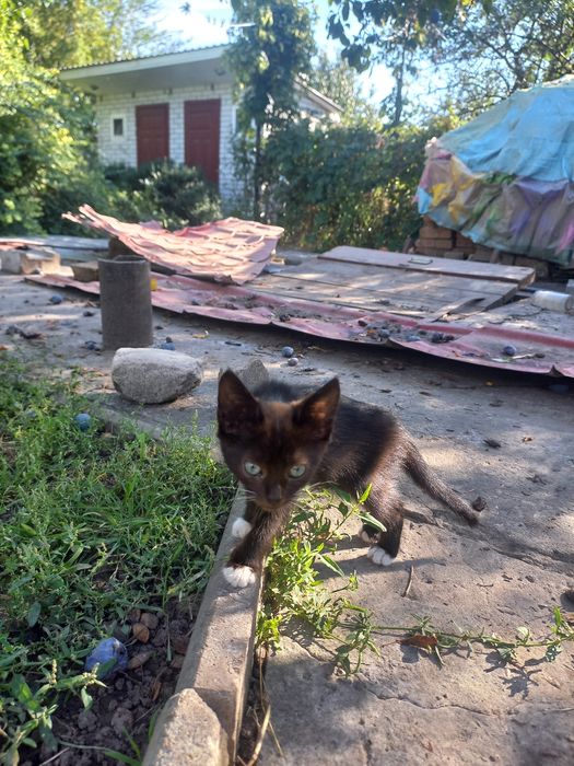Котята в добрые  руки