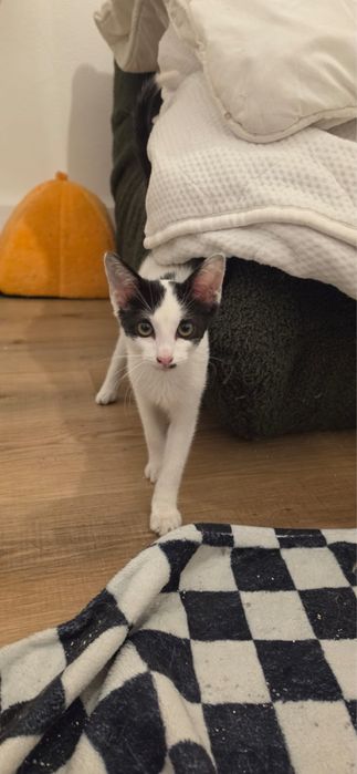 gatinho para a adoção