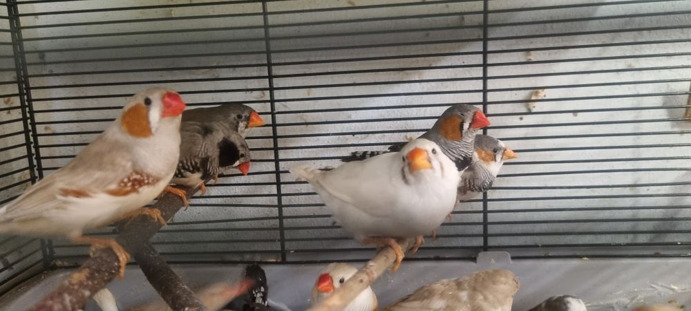 Zeberki amadyna zebrowata