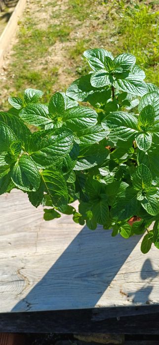 Planta Hortelã Pimenta em Vaso
