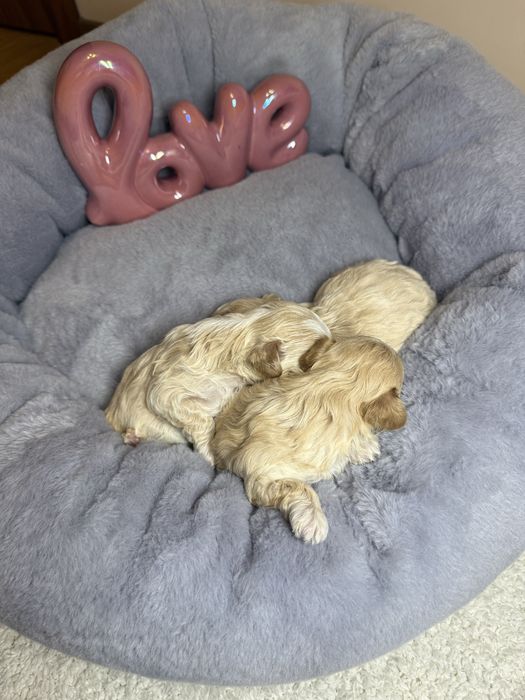 Шикарні карамельні міні мальтипу