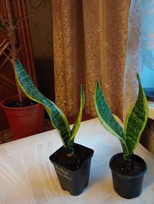 Сансевиерия лист с желтой полосой