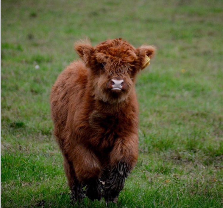 Хайленд швейцарська корова