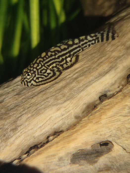 Sewellia Lineolata--ler descrição