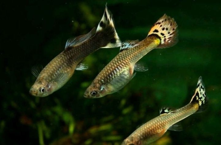 Рибки акваріумні