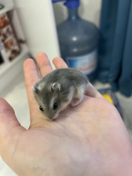 Хомячки джунгарики