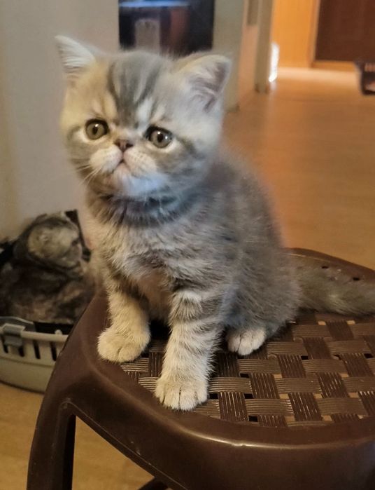 Очаровательный котик экзотик