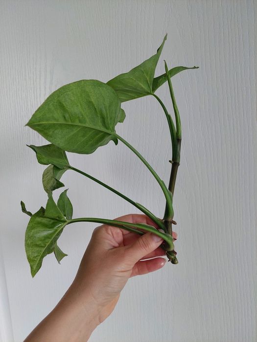 Syngonium confetti