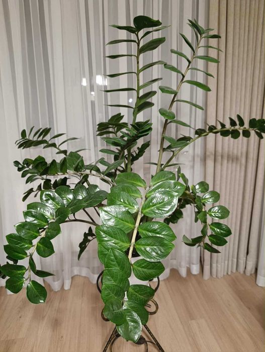 Zamiokulkas (zamioculcas)