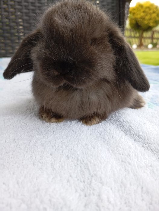 Królik mini lop miniaturka