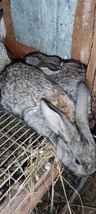 Продам шкури кролика