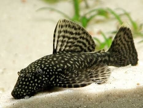 Аквариумные рыбки, Сомики Анцистры золотой и черный