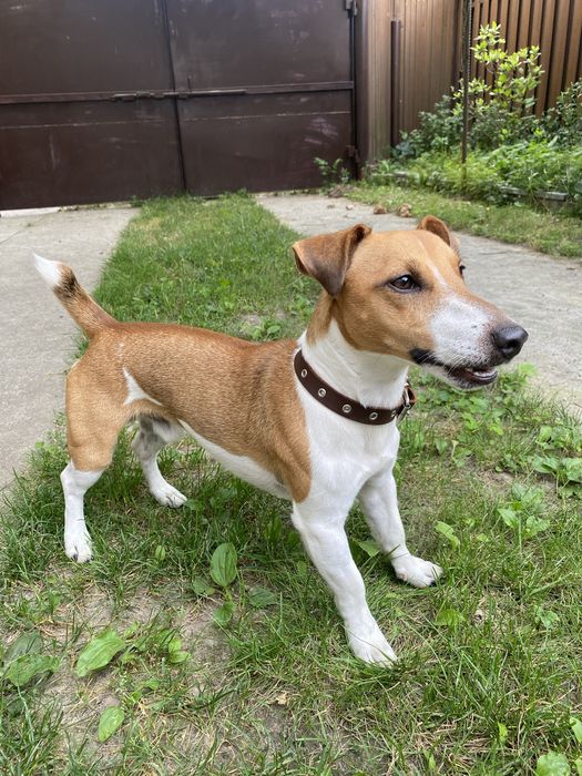 Джек Рассел шукає дівчинку, вʼязка Джек Рассел