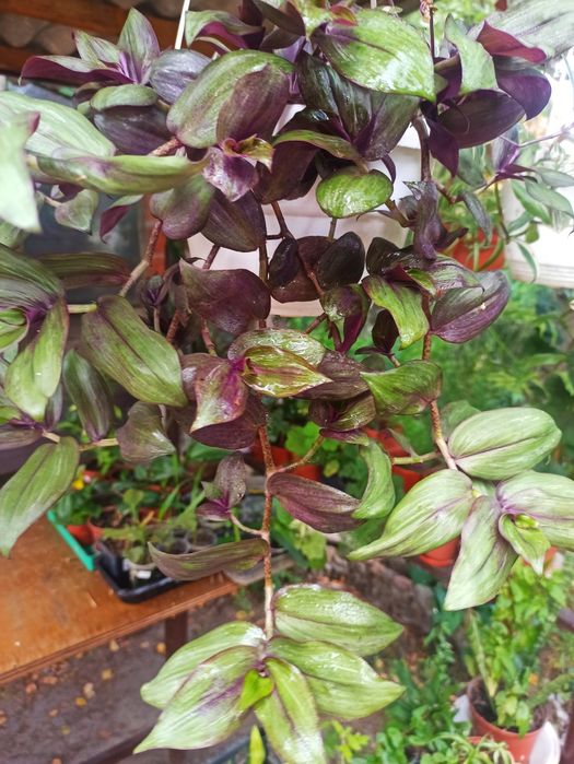 Традескація, колізія різних сортів