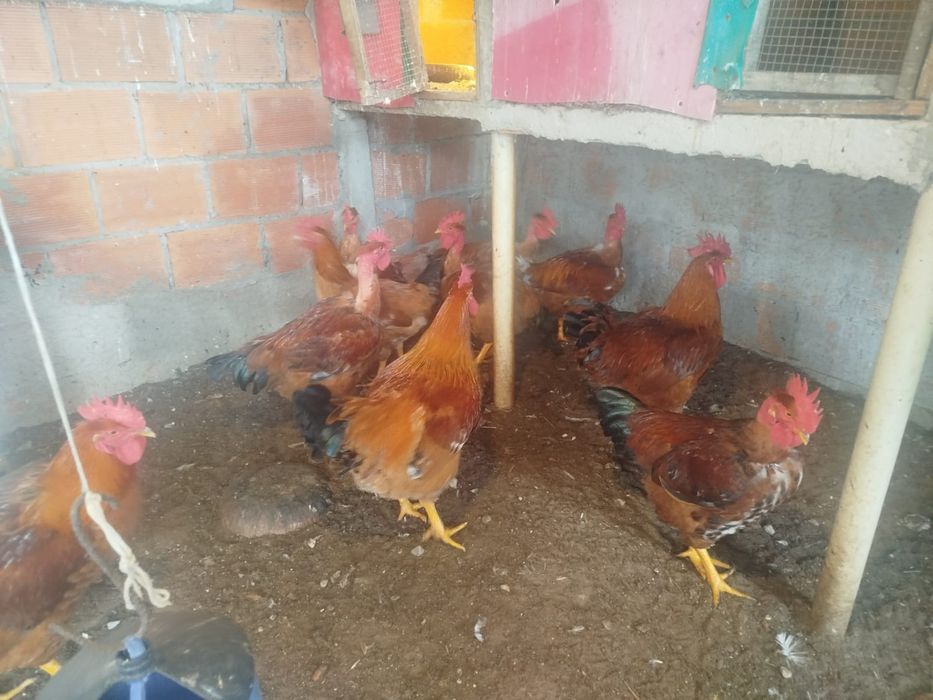 Galos e perú Caseiros