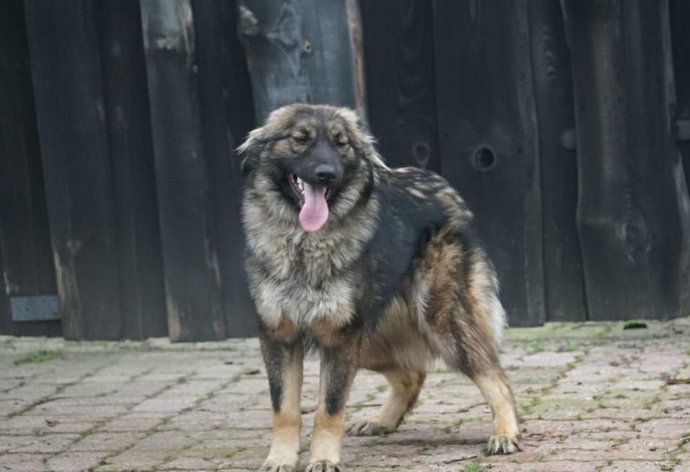 GONG - piękny, wesoły pies czeka na dom