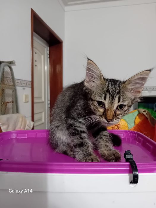 Adoção de gatos
