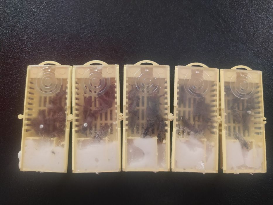 Бджолині матки Карніка