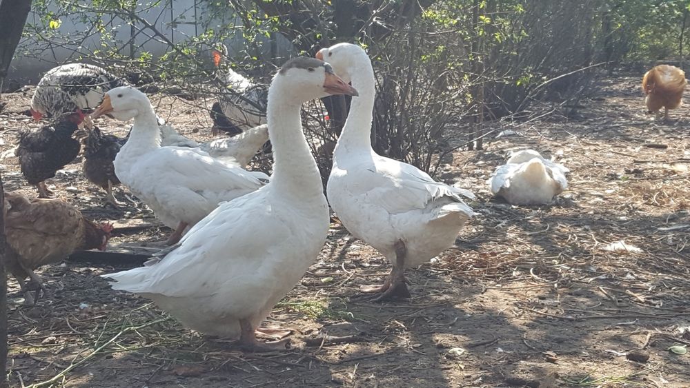 Гуси породи Лінда річні