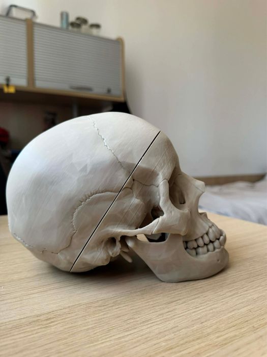 Czaszka model do nauki anatomii