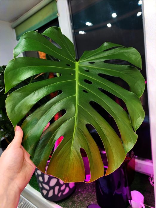 Кімнатна рослина Монстера делікатесна monstera deliciosa