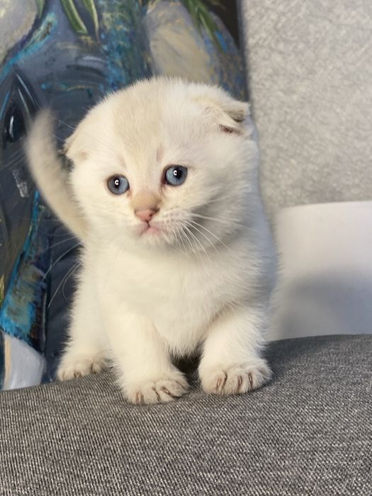 Золотая шиншилла