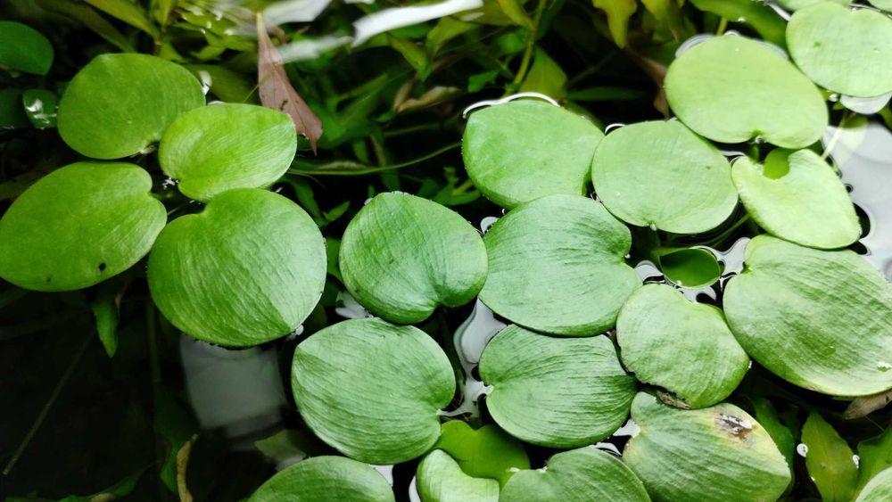 Limnobium laevigatum - Limnobium rozłogowe  / 4 sztuki