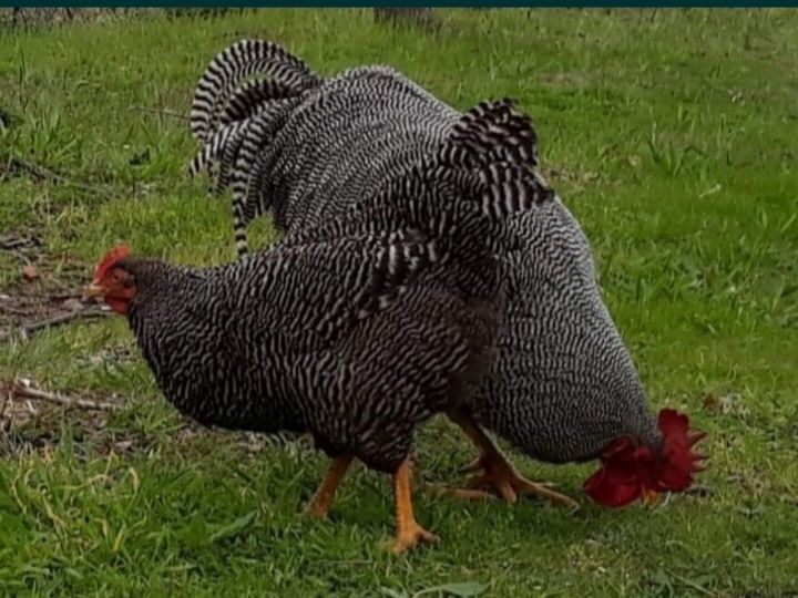 Ovos para incubação das seguintes aves...