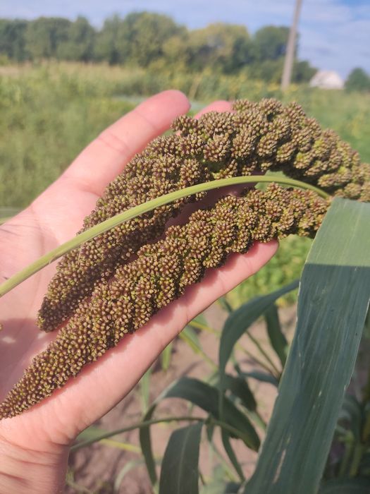 Колоски чумизи для папуг урожай 2025