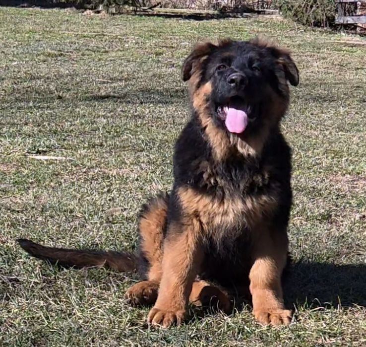 Potężny pies,owczarek niemiecki długowłosy