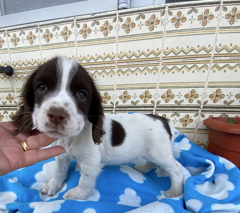 Lindo bebe springar spaniel