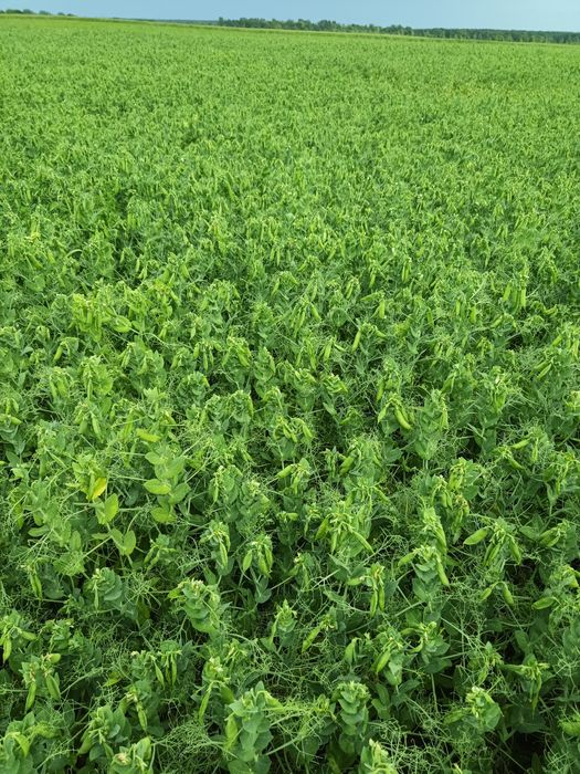 Продам насіневий горох "Вернон".