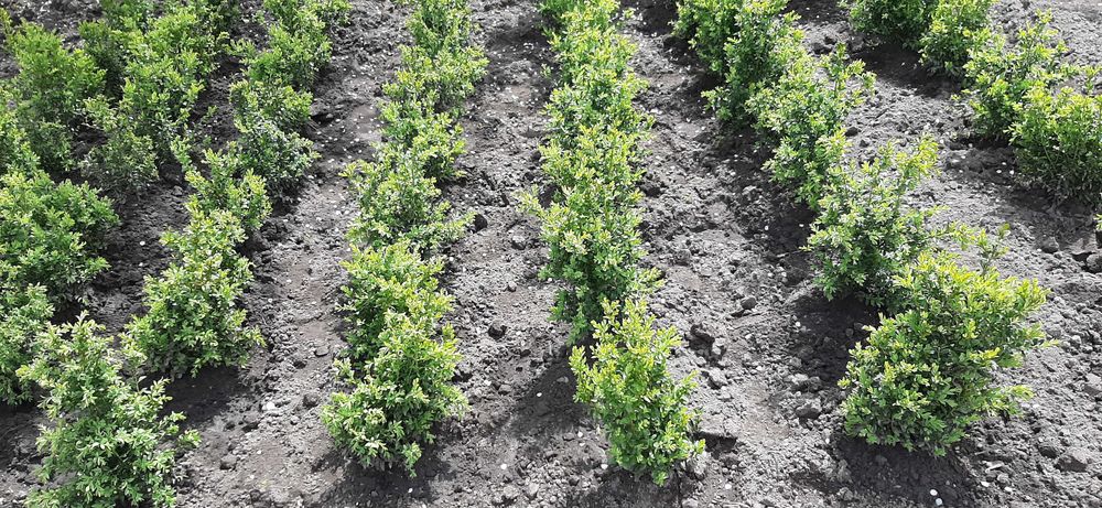 Бушпан самшит  .