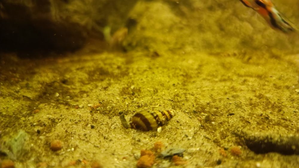 10 sztuk ślimak Helenka