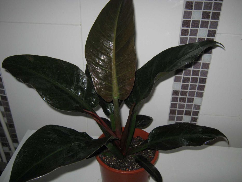 Филодендрон пинк принцесс марбл вайт принцесс империал ред детки от100