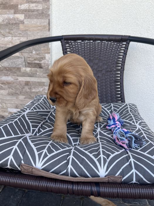 suczka cocker spaniel angielski