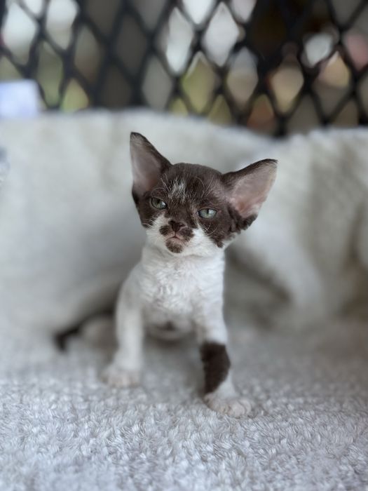 Kotka Devon Rex - Oshi