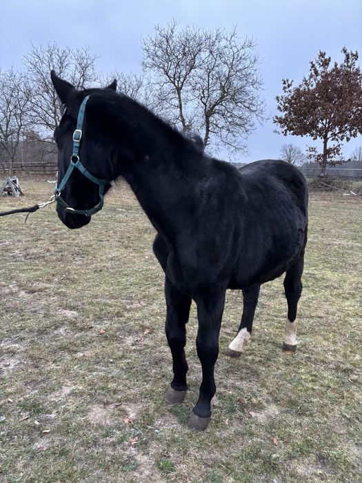 Sprzedam klacz śląska