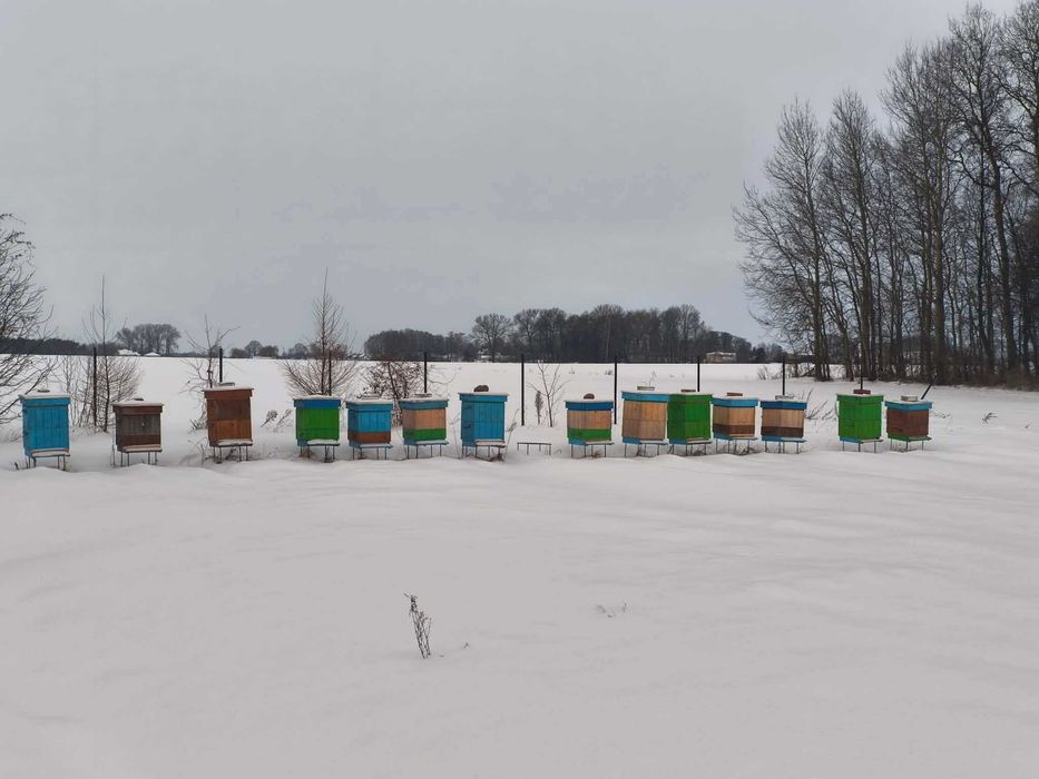 Ule Wielkopolskie 10 ramkowe plus stojak metalowy