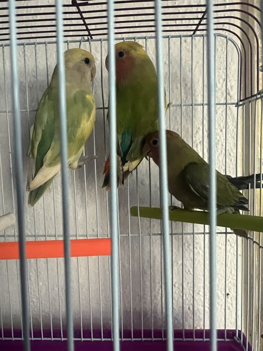 Rosseicolis / agapornis