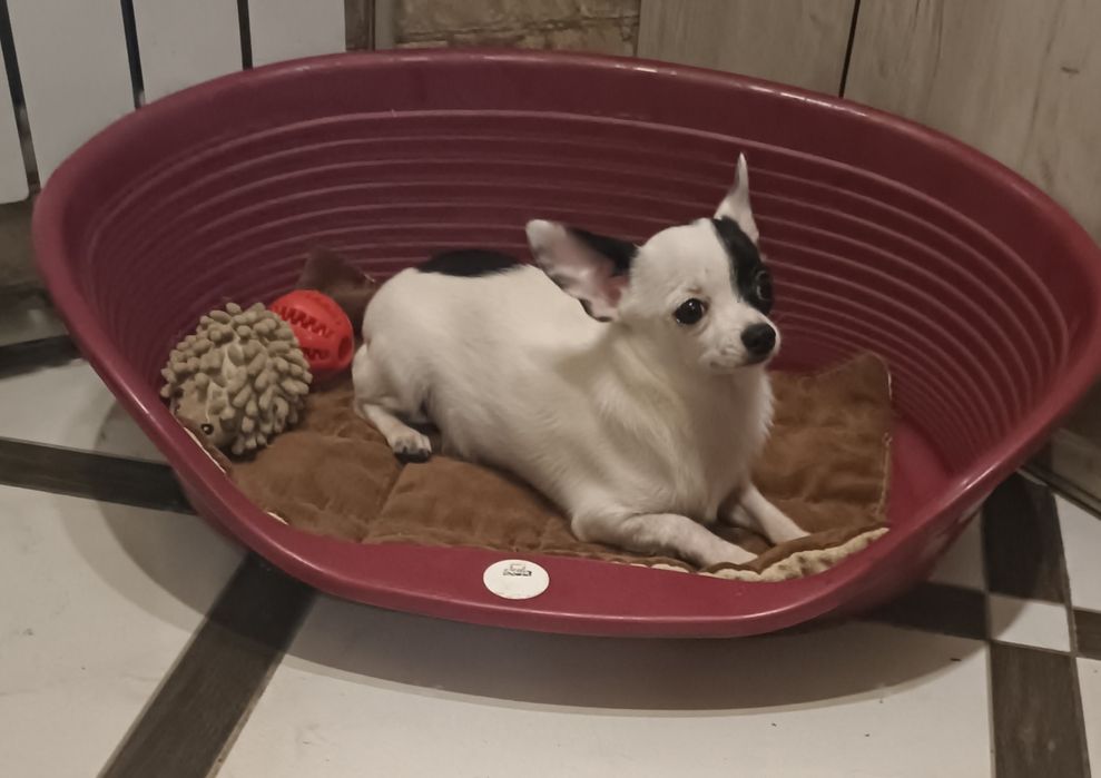 Щенок чихуахуа мальчик