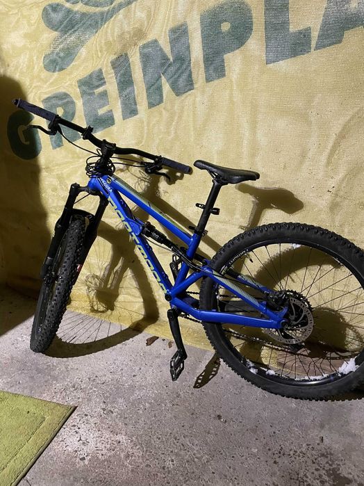 Dartmoor Blackbird Junior 2022