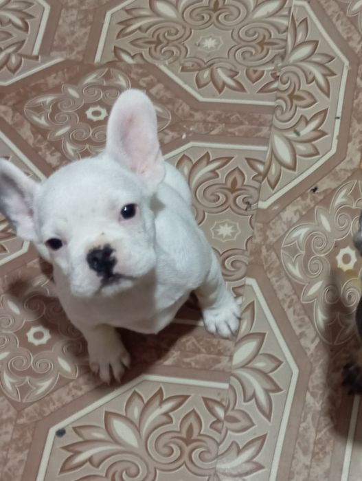 Щенки Французький булодог